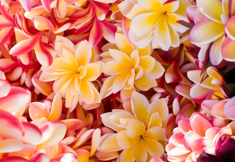 Plumeria Flowers — Yellow, Vibrant