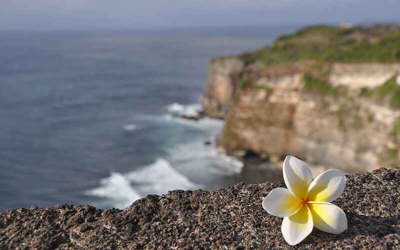 Plumeria on a cliff overlooking the ocean