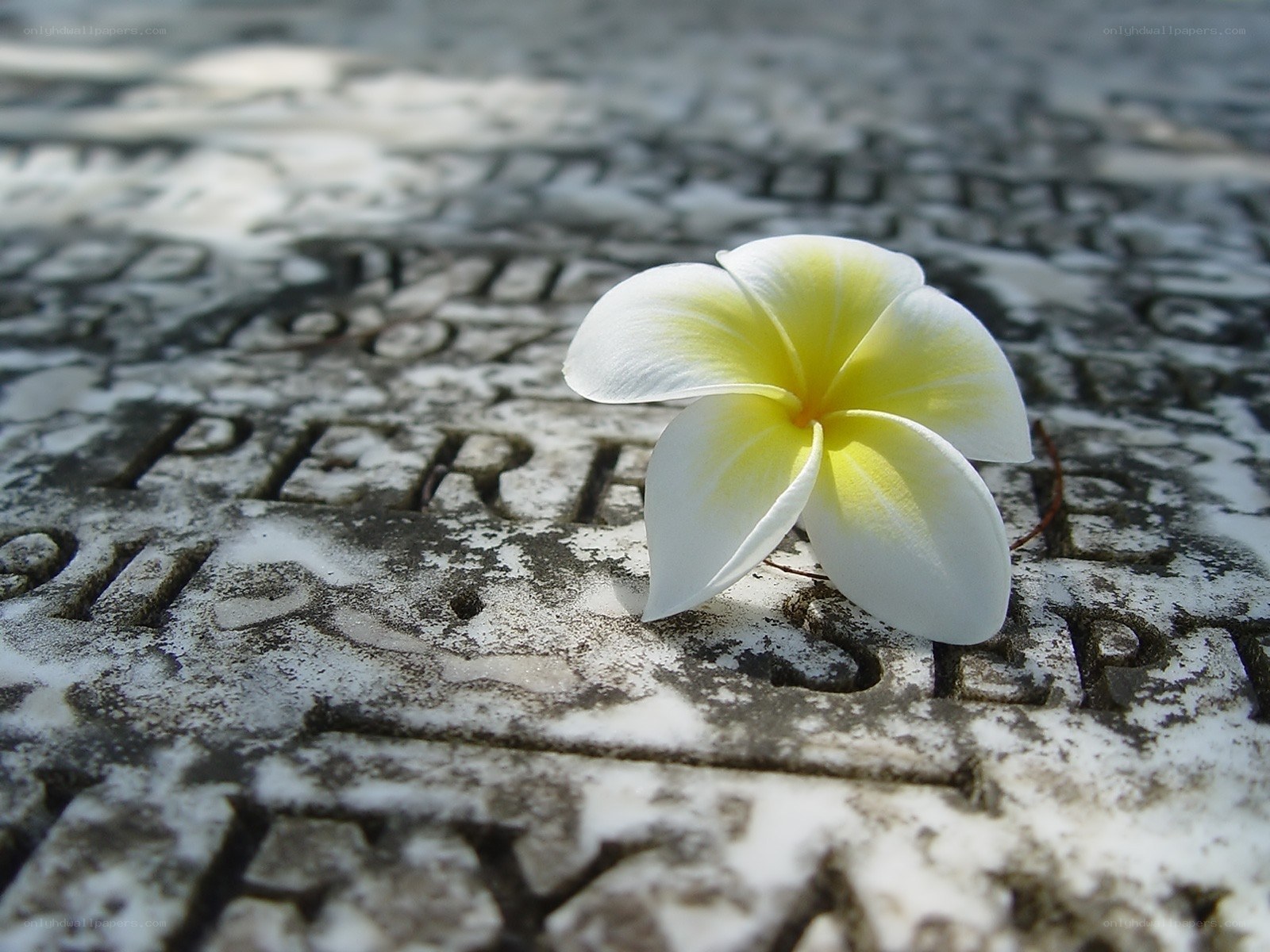 Plumeria on a gravestone