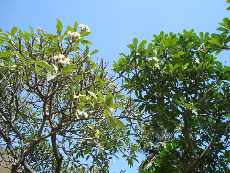 Plumeria Tree Branches