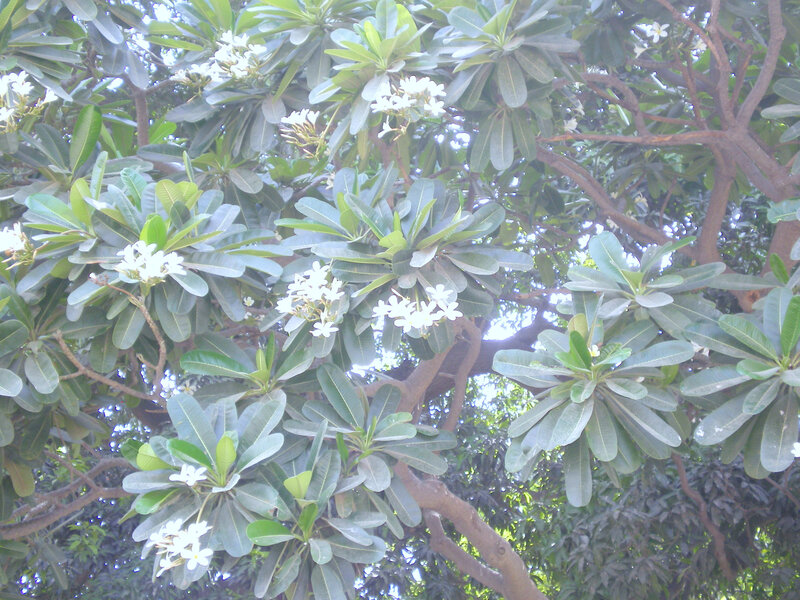 Plumeria Tree with Flowers — Green