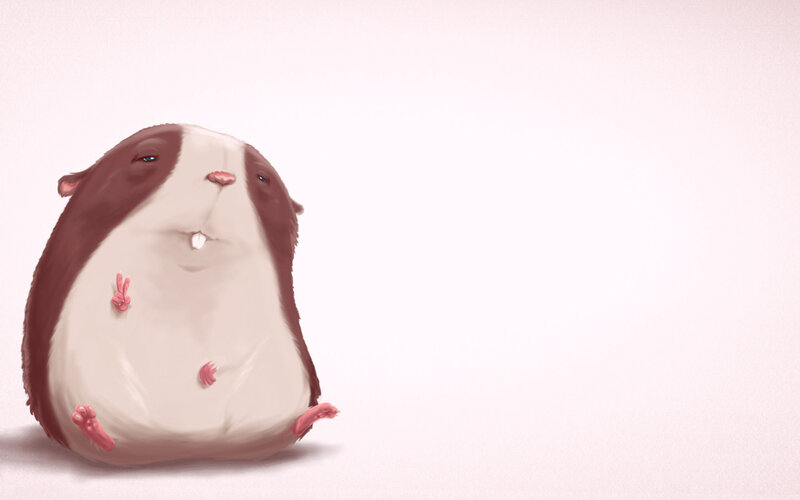 Plump Guinea Pig