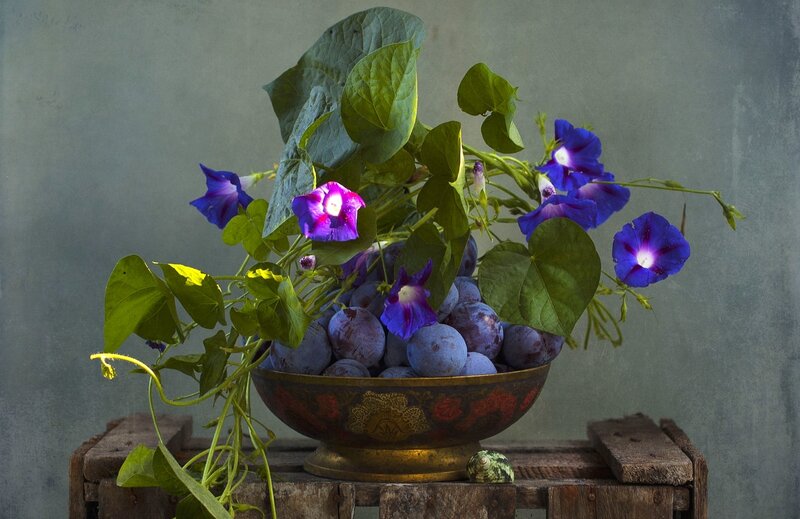 Plums and Morning Glories