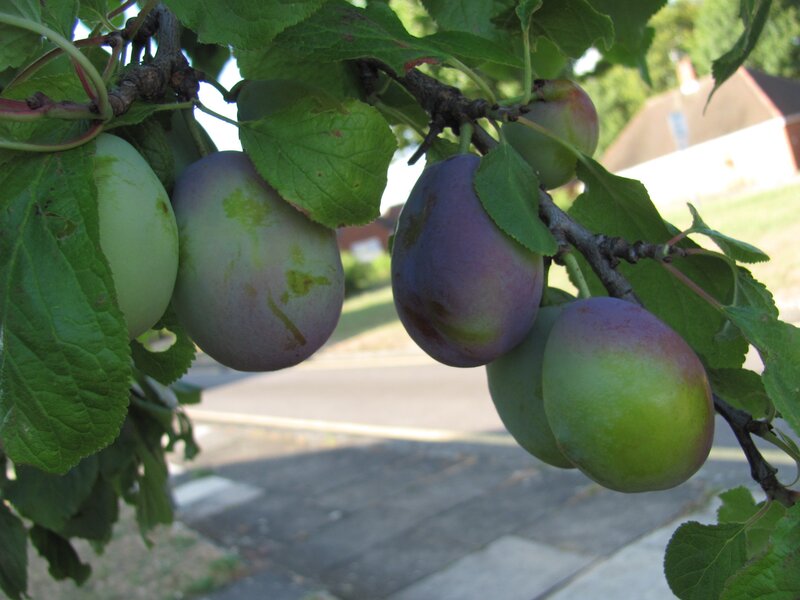 plums growing on a tree