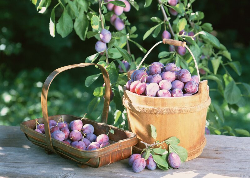 Plums in Baskets
