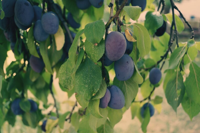 Plums on a Tree Branch — Green
