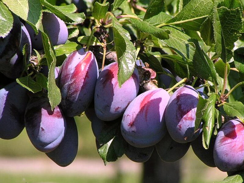 Plums on a Tree Branch