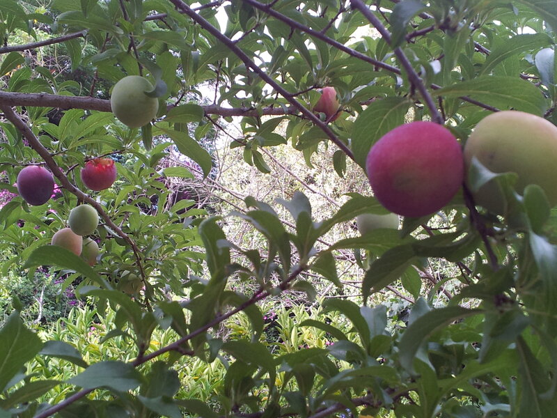 Plums on a Tree