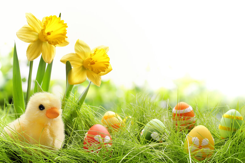 Plush Chick with Easter Eggs