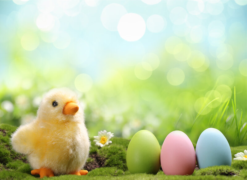 Plush Chick with Eggs
