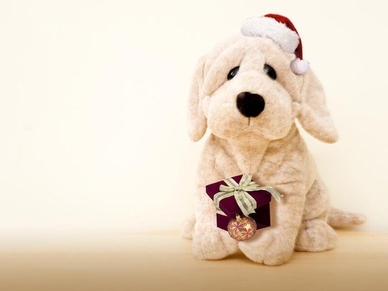 plush dog with gift