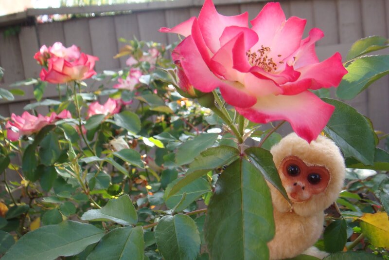 Plush Monkey in Rose Bush