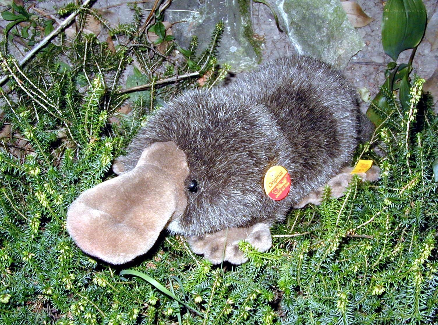 Plush platypus in greenery