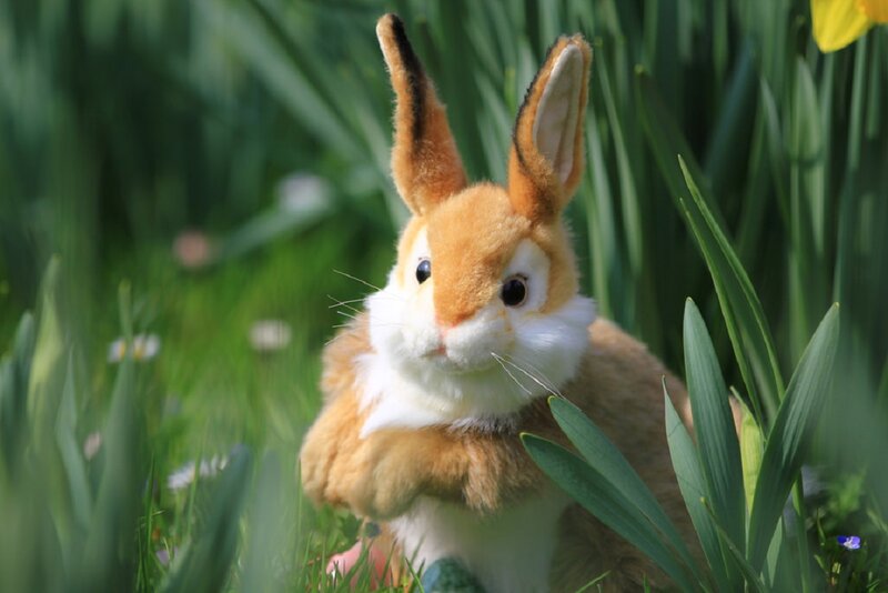 Plush Rabbit in Grass