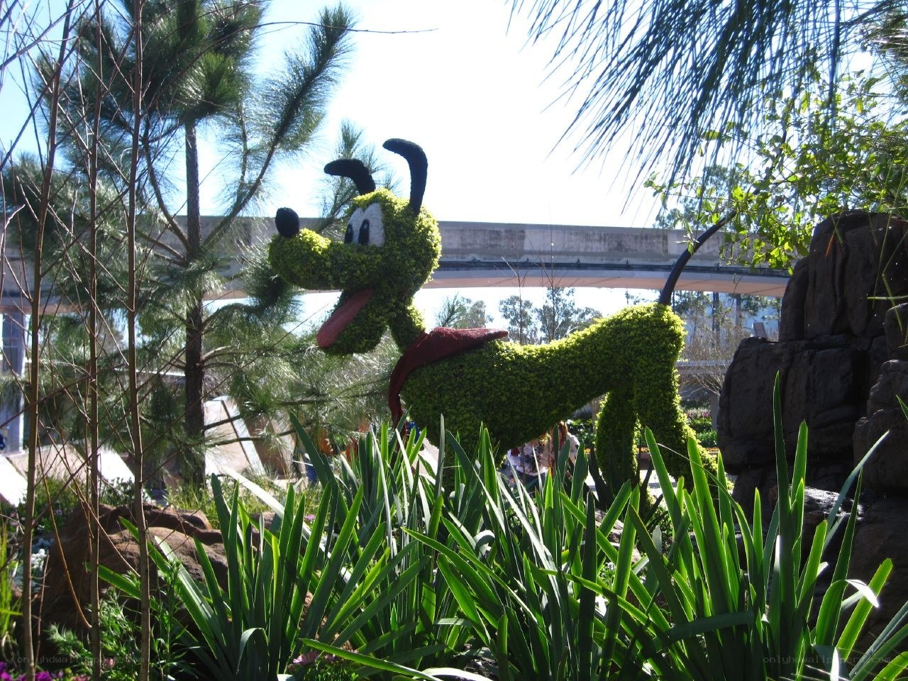 Pluto topiary at Disney