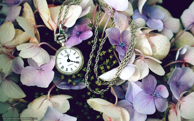 Pocket watch among hydrangeas