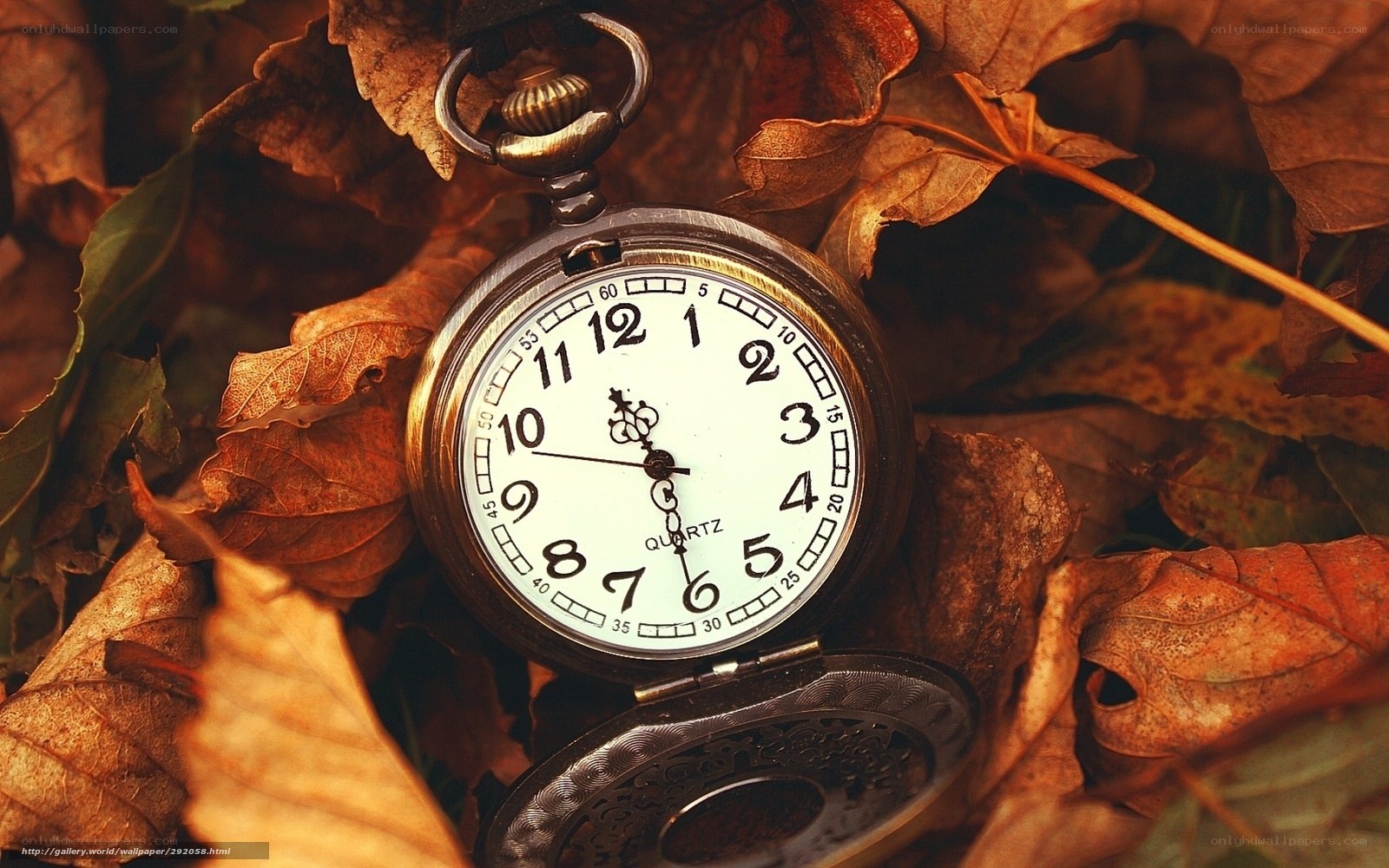 Pocket watch in autumn leaves