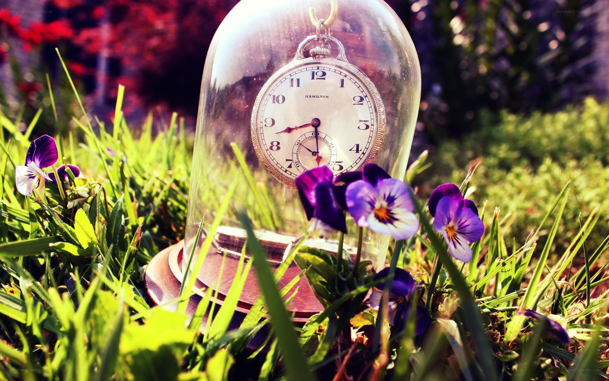 Pocket watch in garden