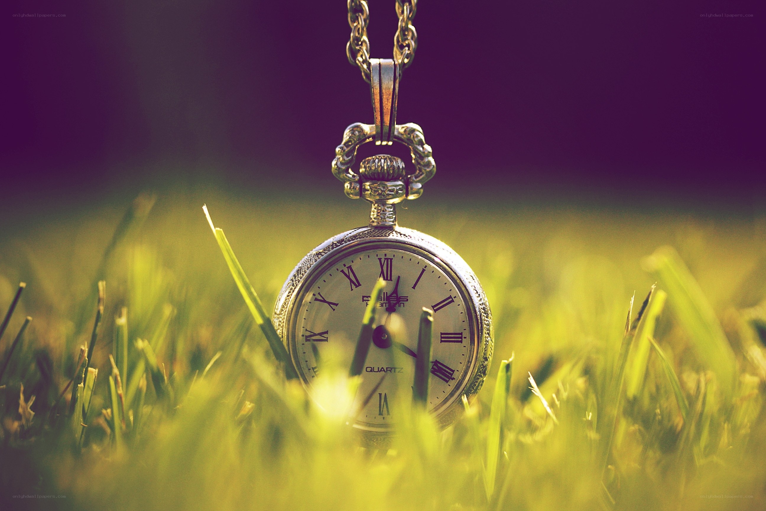 Pocket watch in grass