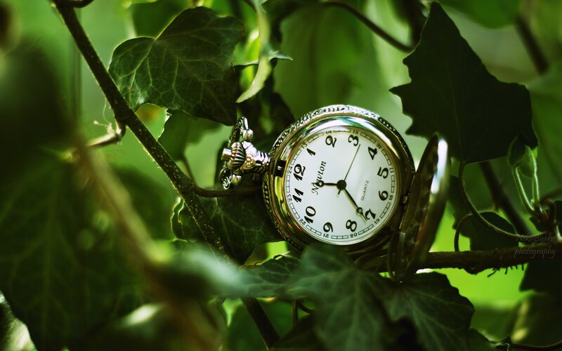 Pocket watch in green leaves