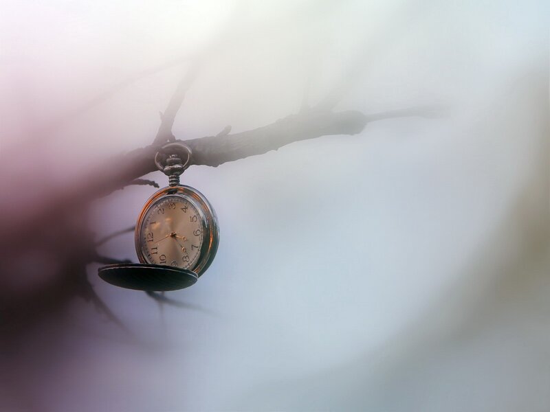 Pocket watch on a branch