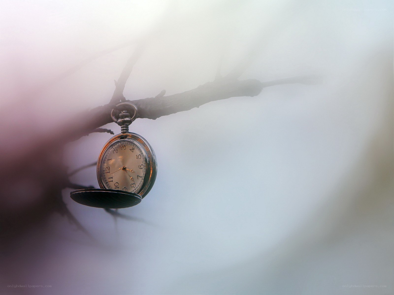 Pocket watch on a branch