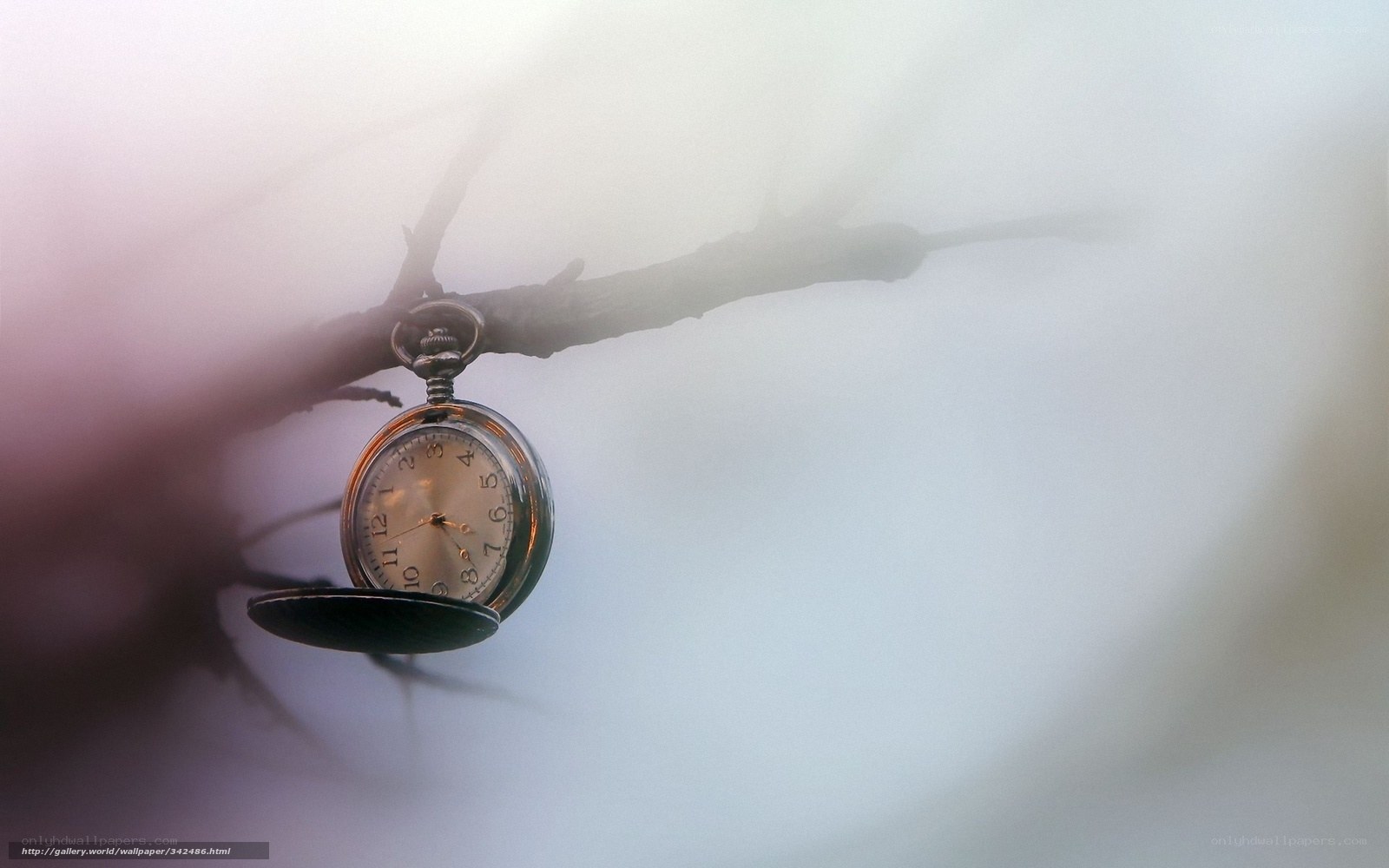 Pocket watch on a branch