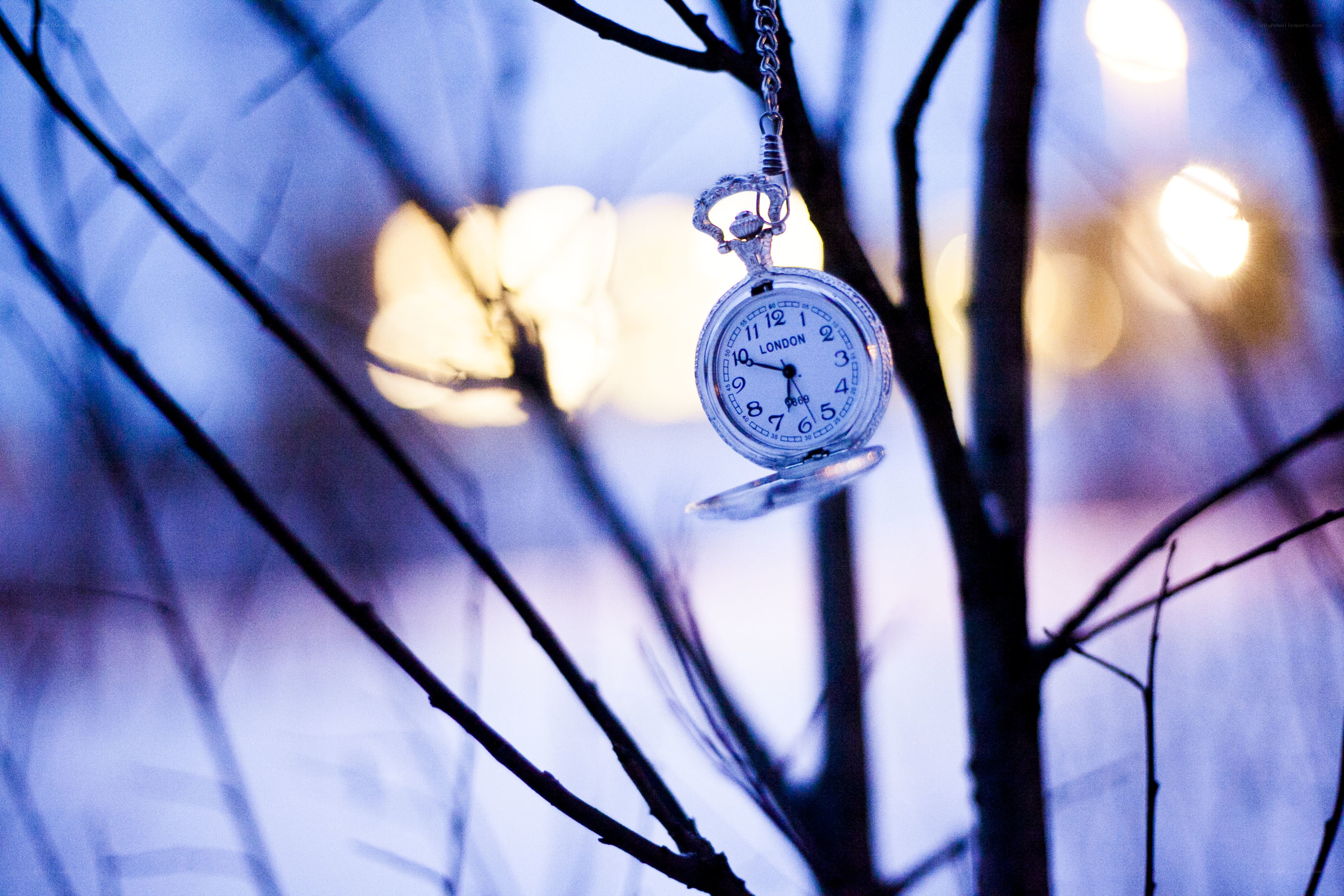 Pocket watch on a tree branch