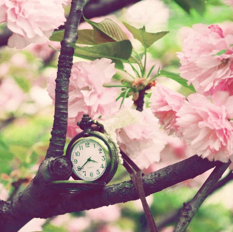 Pocket Watch on Cherry Branch