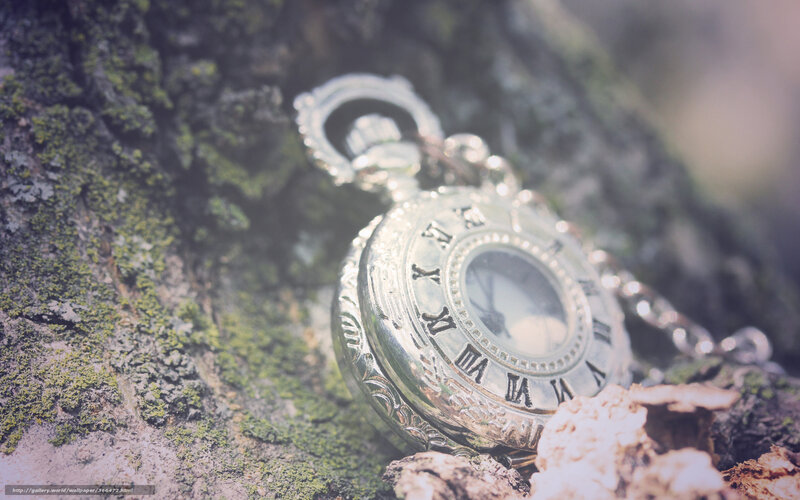 Pocket watch on mossy tree