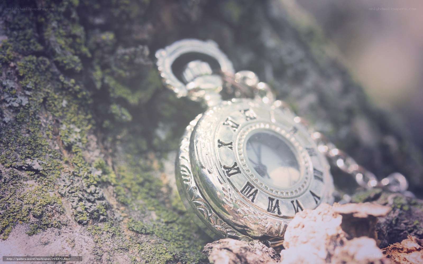 Pocket watch on mossy tree