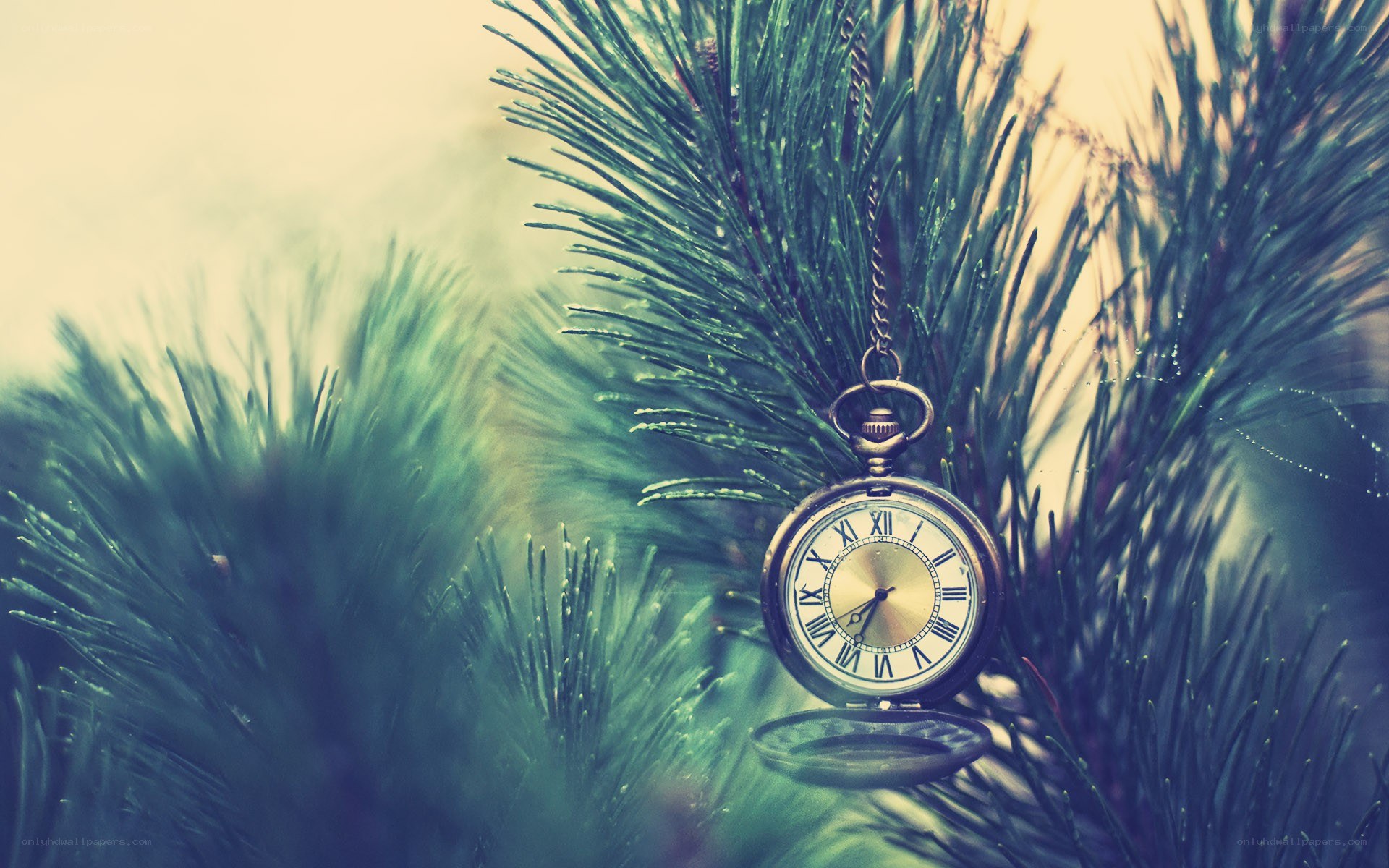 Pocket watch on pine branch