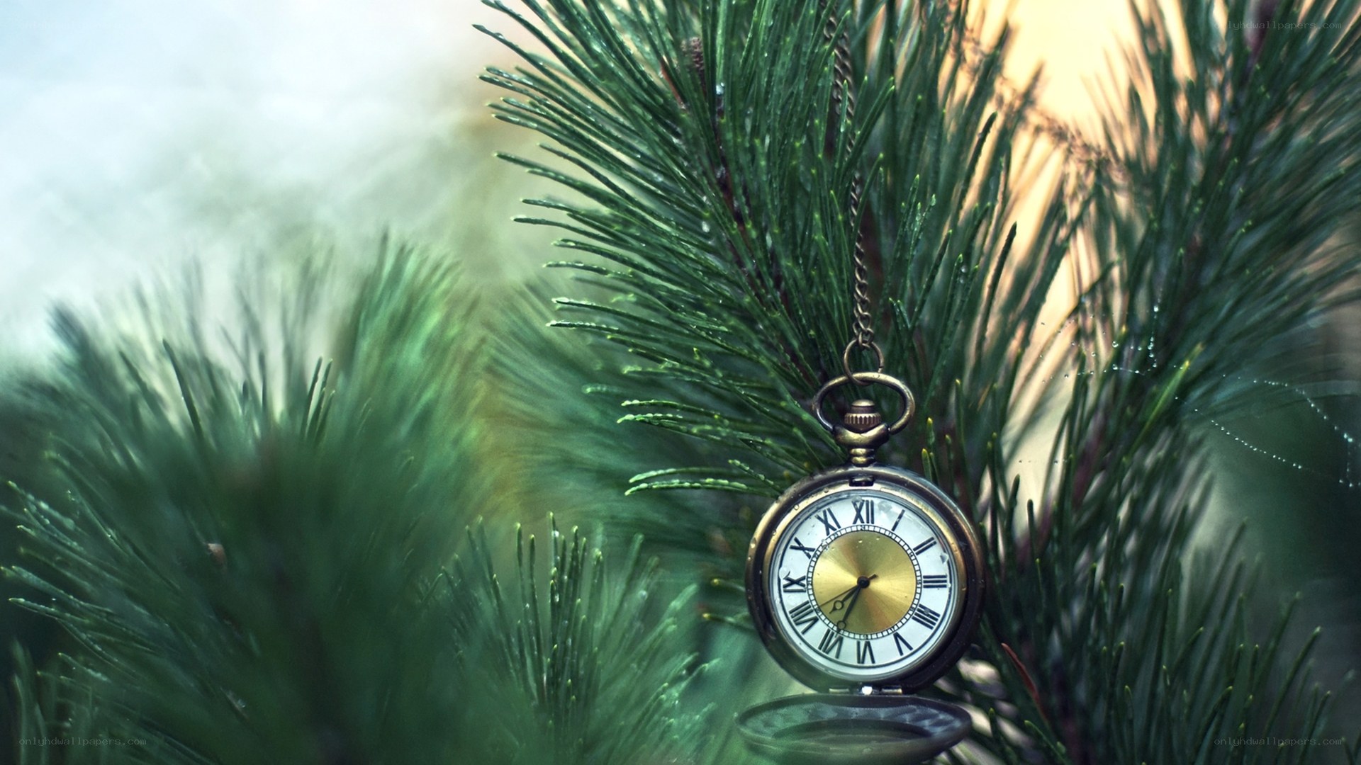 Pocket watch on pine branch