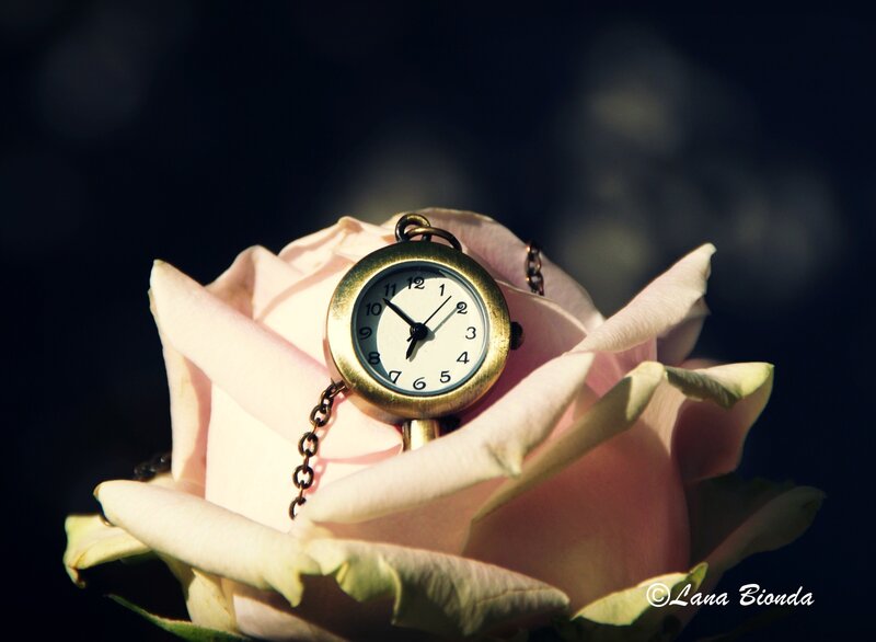 Pocket Watch on Rose — Pink
