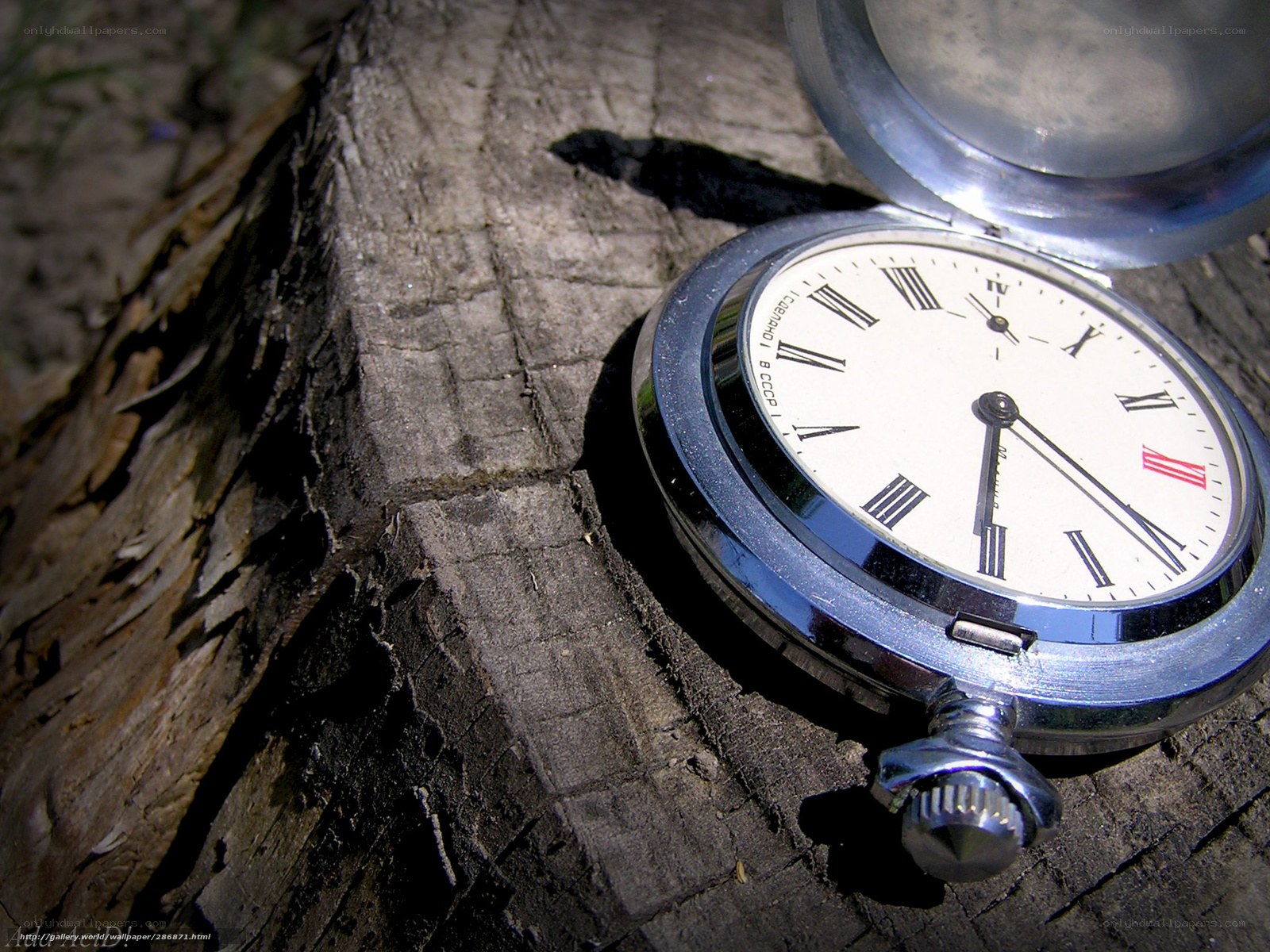 Pocket watch on tree stump