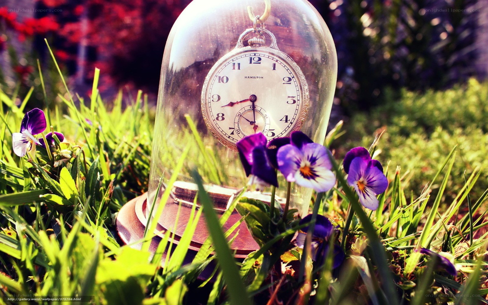 Pocket watch under glass dome