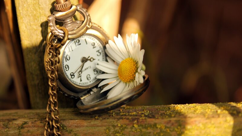 Pocket Watch with Daisy — White, Serene