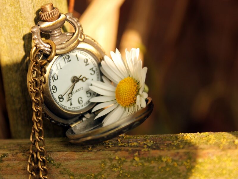 Pocket Watch with Daisy — White