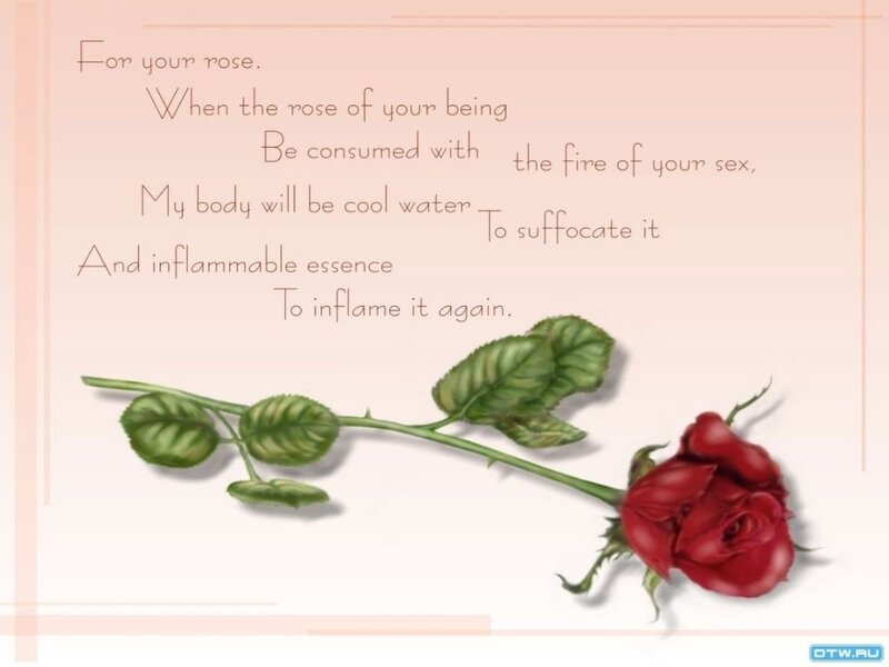 Poem about a rose