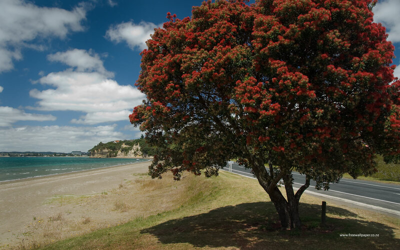 Pohutukawa tree by the coast