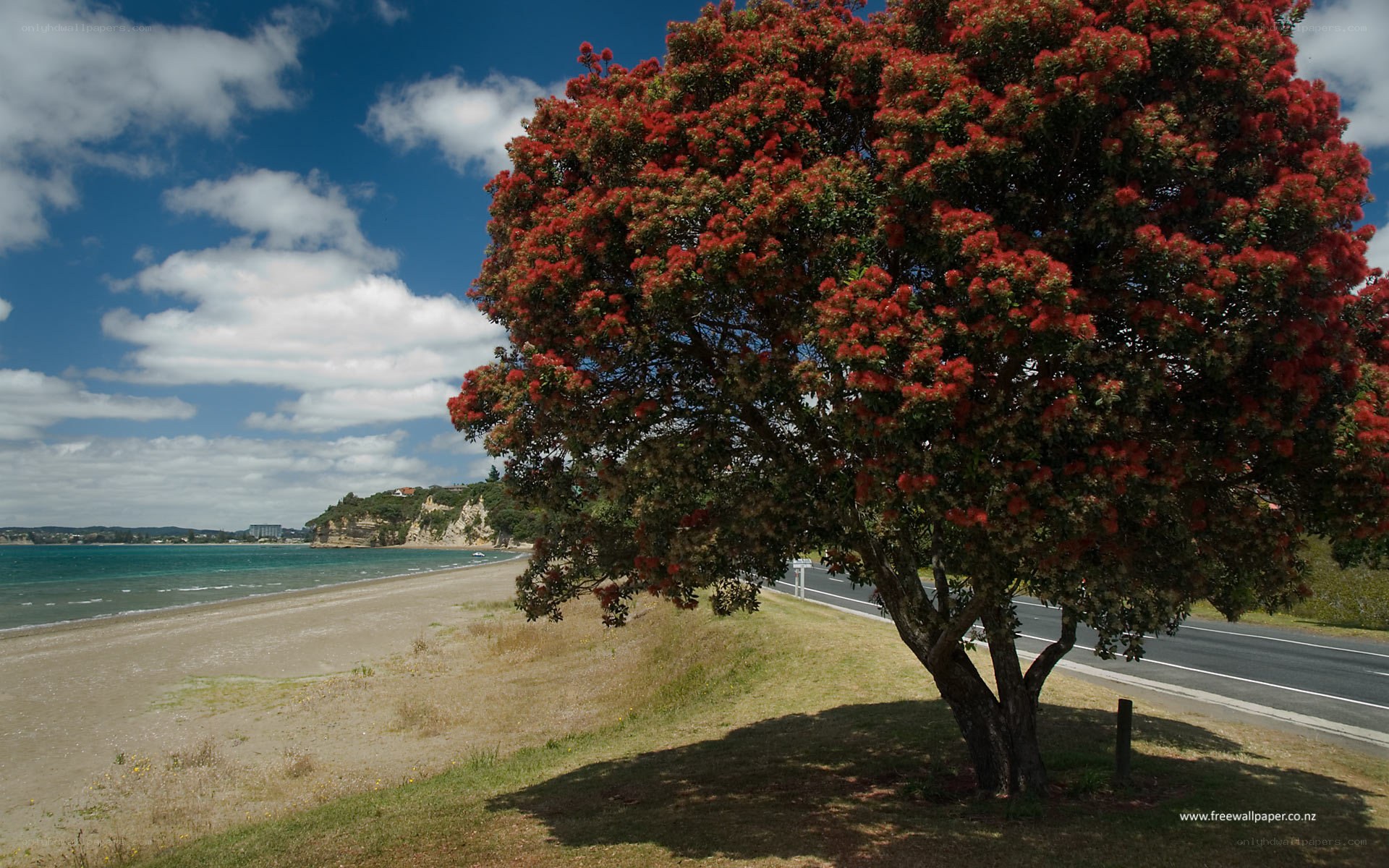 Pohutukawa tree by the coast