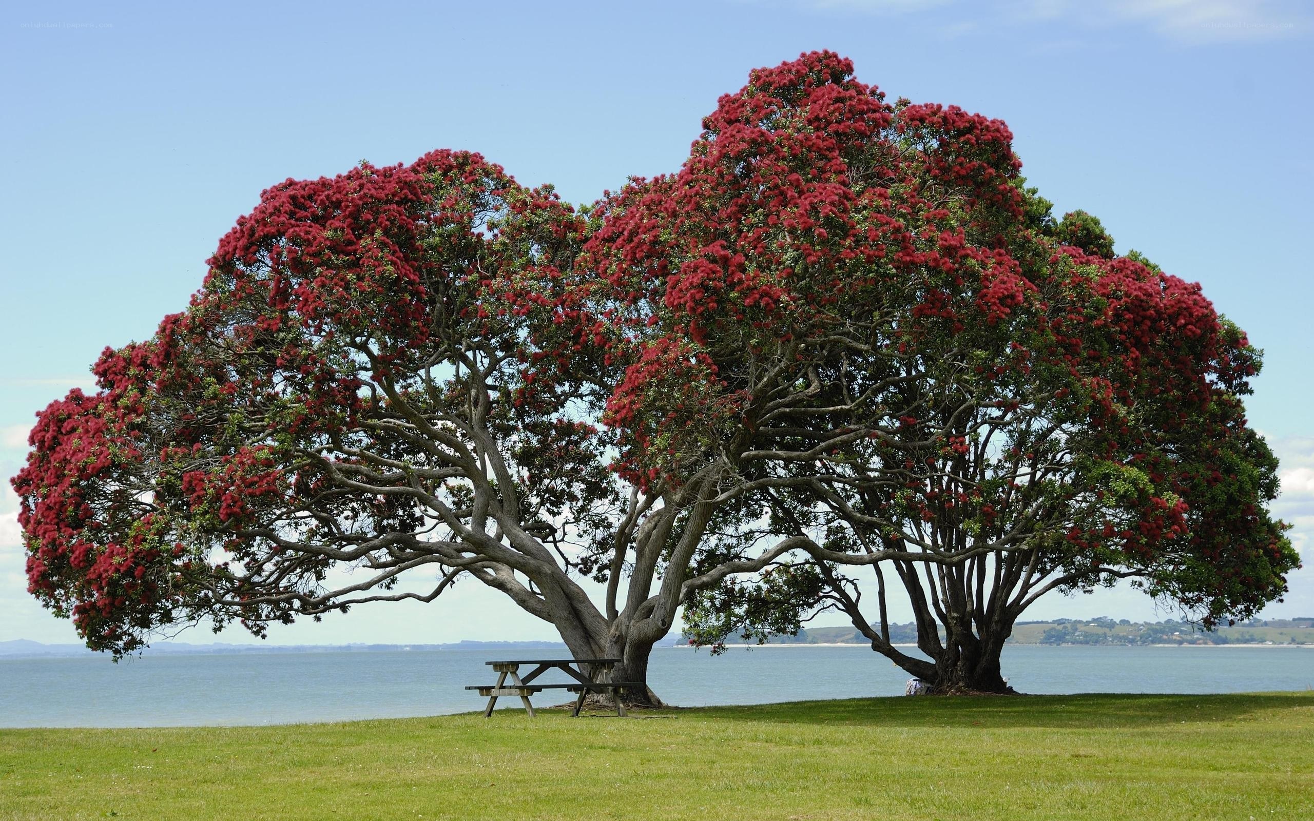 Pohutukawa tree by the water
