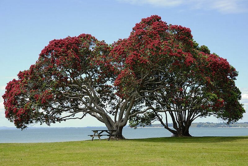 Pohutukawa Tree — Green