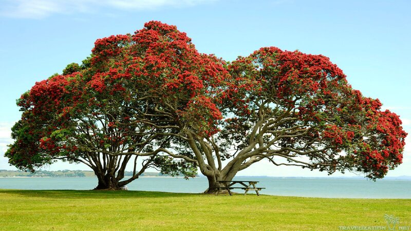 Pohutukawa Tree in Bloom