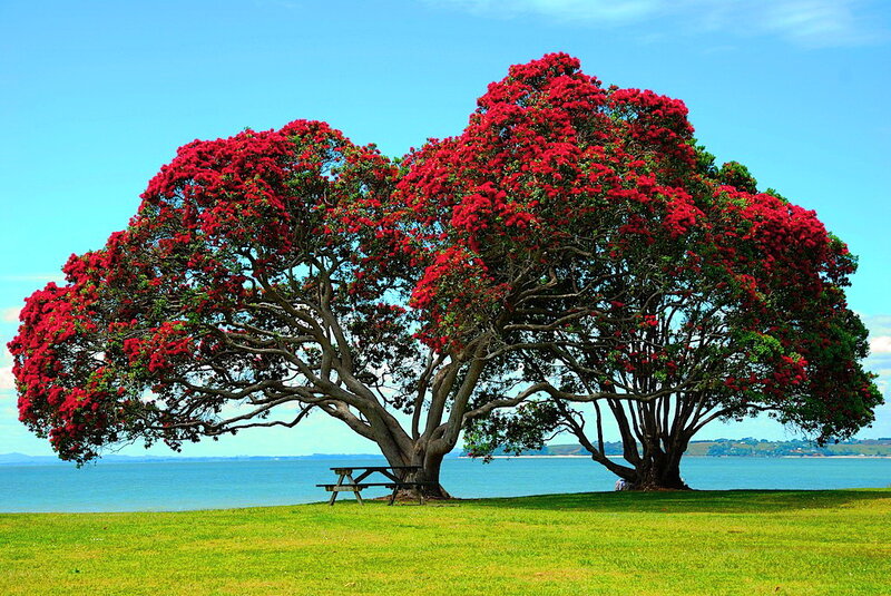 Pohutukawa Tree — Red