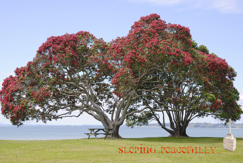 Pohutukawa Tree