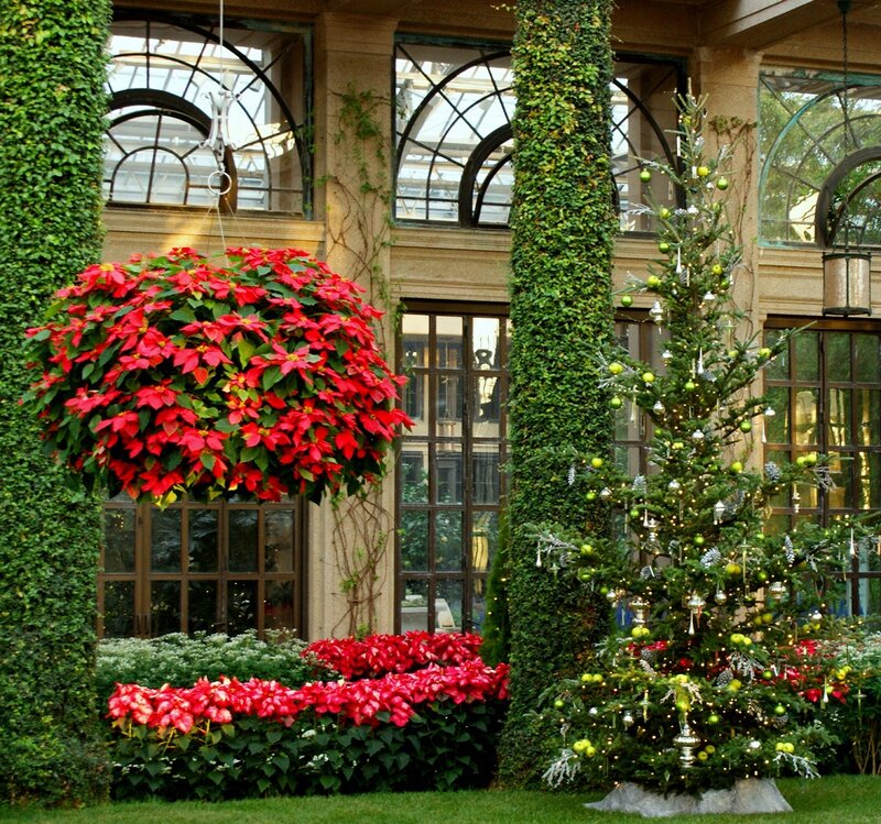 Poinsettia and Christmas Tree