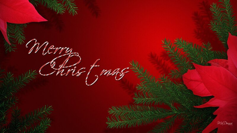 Poinsettia and Fir Branches