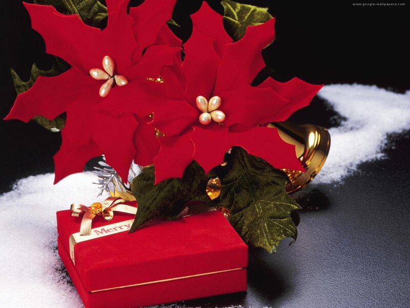 Poinsettia and Gift Box