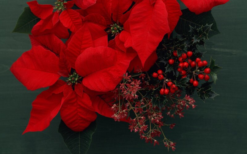 poinsettia and holly arrangement